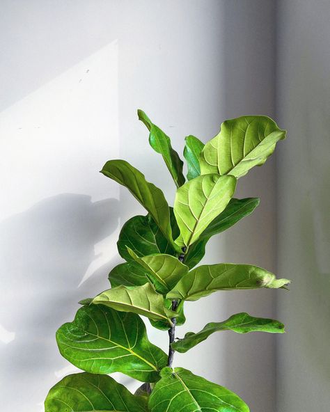 #fiddleleaffig #fiddleleaffigtree #plantsofinstagram #plantsmakepeoplehappy #plantsplantsplants #plantshelfie #minimalist #minimalistplants #plantefaizan Fiddle Leaf Fig Tree, Fiddle Leaf, Fiddle Leaf Fig, Fig, Plant Leaves, Plants, Green, Quick Saves