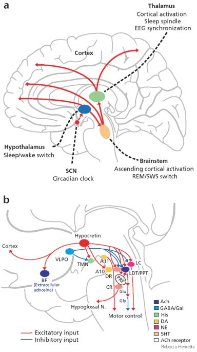 Sleeping with the hypothalamus: emerging therapeutic targets for sleep disorders Pulmonology, Stages Of Sleep, Sleep Medicine, Behavior Disorder, Brain Stem, Clinical Research, Circadian Rhythm, Pharmacology, Sleep Deprivation