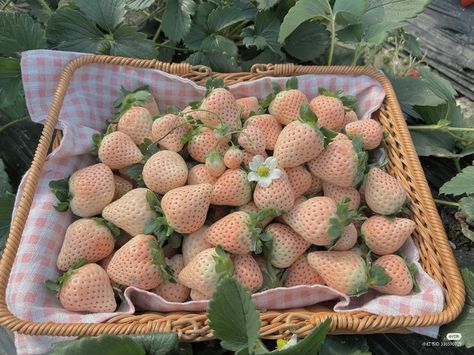 Picnic At Hanging Rock, White Strawberry, Strawberry Picking, Vintage Flowers Wallpaper, Strawberry Pie, Food O, Fruit Plants, Strawberry Lemonade, Everything Pink