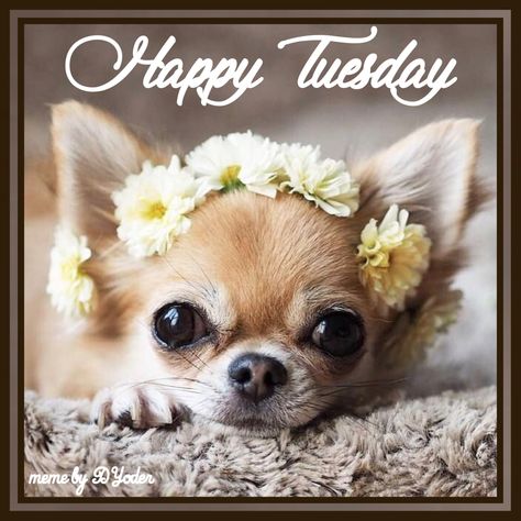 Happy Tuesday Chihuahua with floral halo Happy Birthday Animals Funny, Happy Birthday Chihuahua, Happy Tuesday Meme, Happy Tuesday Images, Happy Birthday Animals, Tuesday Quotes Good Morning, Good Morning Tuesday, Good Morning Funny Pictures, Basset Hound Puppy