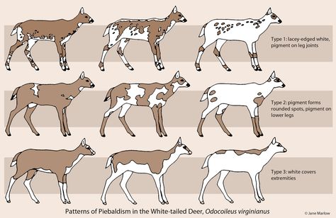 Related image Deer Types, Piebald Animals, Piebald Deer, Types Of Deer, Deer Breeds, Whitetail Deer Pictures, Deer Farm, Deer Pictures, Characters Inspiration Drawing