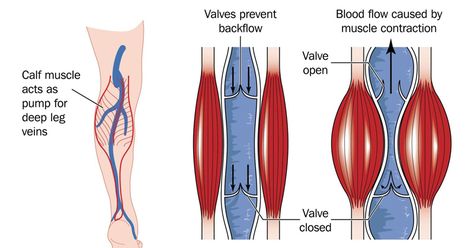 Is there anything more painful than a muscle cramp in the middle of the night? Leg cramps, often called Charlie horses, seem to strike when you are most relaxed and your body is healing. If you can get your leg to stretch out and relax, you can get a cramp to pass quickly. However, you … Nighttime Leg Cramps, Soleus Muscle, Calf Cramps, Charlie Horse, Leg Veins, Venous Insufficiency, Muscle Atrophy, Leg Cramps, Muscle Contraction