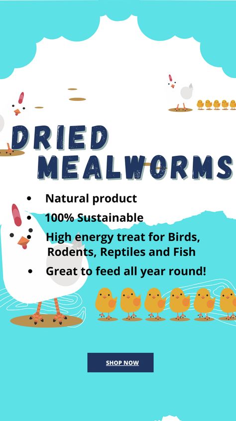 💛100% Natural - The Bug Farms is committed to producing sustainable products. 💛Bird Favorite - A great treat for birds, reptiles and rodents! 💛Nutrition Rich - Perfect balance of protein, fat and fiber. 💛Canadian Grown and Packaged! #mealworms #meal worm #mealworm farms #dried mealworms #mealworms near me #live mealworms #mealworms for chickens #mealworms for sale #growing mealworms #breeding mealworms Breeding Mealworms, Mealworms For Chickens, Edible Insects, Meal Worms, The Bug, Nutritious Diet, Edible Oil, Sustainable Products, Rodents