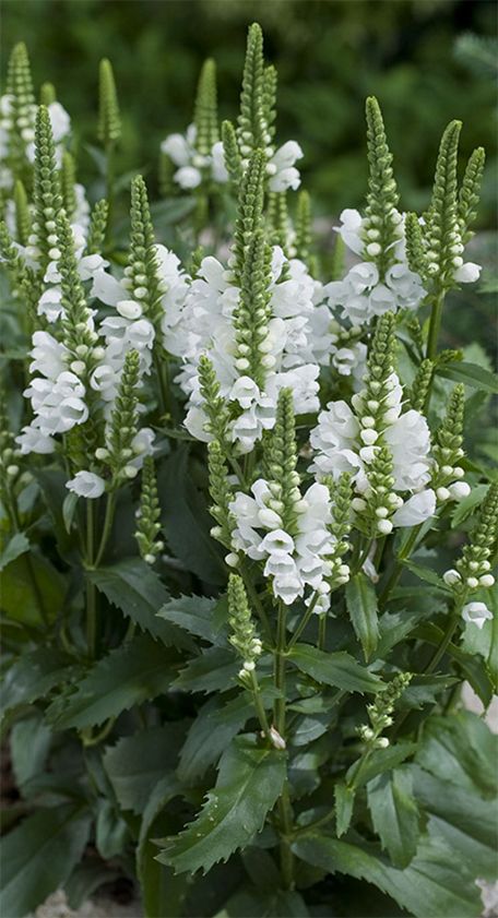 Physostegia Virginiana, Obedient Plant, White Flowers Garden, White Plants, Moon Garden, White Garden, White Gardens, Flowers Perennials, Plant Sale