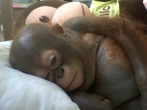 Silly Animal Pictures, Baby Orangutan, Orang Utan, Chicken Cages, Building A Chicken Coop, List Of Animals, Moms Favorite, Cute Monkey, Baby Crying