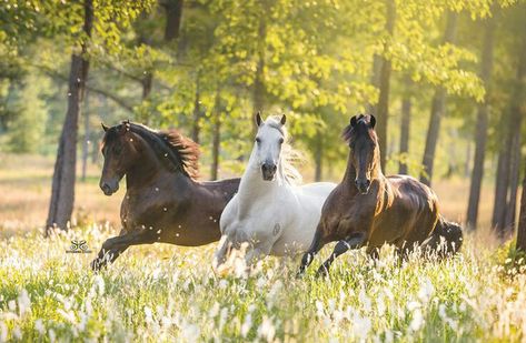 Horses Running, All About Horses, All The Pretty Horses, Horse Crazy, Pretty Horses, Horse Photography, Horse Pictures, Horse Breeds, Horse Love