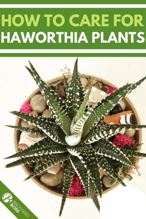 Hawthornia Succulent Care, Haworthia Succulents Care, Haworthia Succulents Types, Hawthoria Succulent, Haworthia Propagation, Haworthia Succulents, Aloe Vera Plant Indoor, Succulents Care, Aloe Vera Care