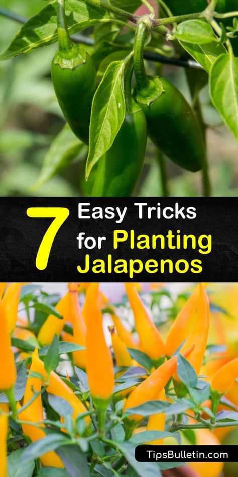 Growing Jalapenos, Jalapeno Plant, Communal Space, Farmer Life, Companion Planting Vegetables, Growing Peppers, Jalapeno Pepper, Plant Zones, Easy Tricks