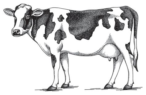 Vector illustration for Loblaw Companies Ltd. on Behance Baby Cow Drawing, Easy Cow Drawing, Bull Drawing, Cow Sketch, Cow Tattoo, Cow Vector, Cow Illustration, Cow Drawing, Jersey Cow