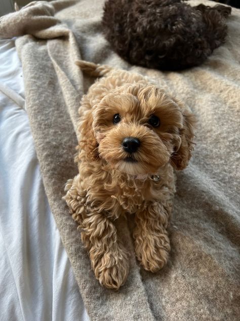 Poochon Dog, Big Dogs Breeds, Biggest Dog In The World, Cockapoo Puppy, Biggest Dog, Teddy Bear Dog, Cute Dogs Images, Very Cute Puppies, Cockapoo Puppies