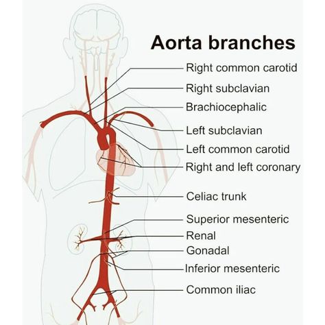 Aorta branches Aorta Branches, Surgical Technologist Student, Diagnostic Medical Sonography Student, Cardiac Sonography, Nursing School Life, Vascular Ultrasound, Sonography Student, Diagnostic Medical Sonography, Nurse Problems