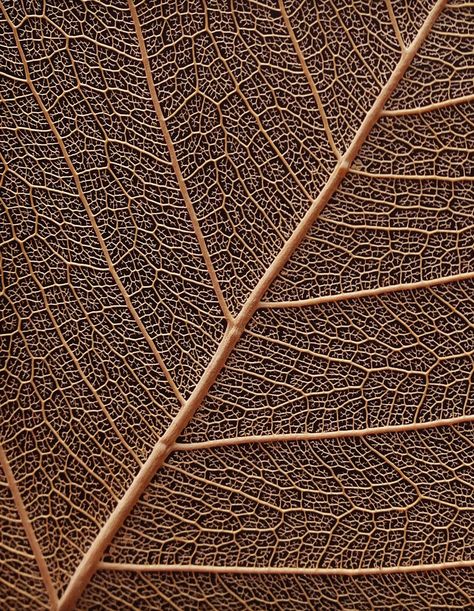 Detail from a leaf | ©Lucie Veilleux Geometry In Nature, Organic Structure, Texture Inspiration, Texture Photography, Leaf Texture, Visual Texture, Natural Forms, Photo Design, Patterns In Nature