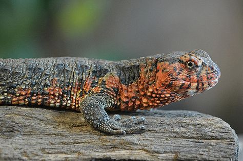 Chinese Crocodile Lizard (Shinisaurus crocodilurus) Chinese Crocodile Lizard, Endangered Plants, Animal References, Reptiles And Amphibians, Endangered Species, Wild Life, East Asia, Character Design References, Exotic Pets