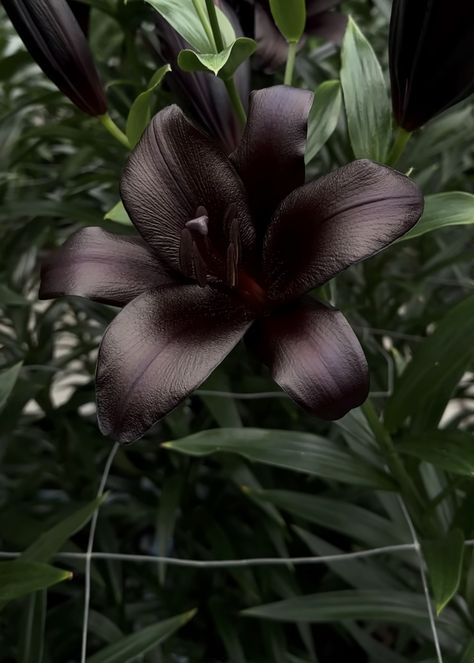 Plant Aesthetic Dark, Dark Lilies, Scary Flowers, Creepy Flowers, Black Peonies, Goth Garden, Dark Orchid, Flowers Dark, Boquette Flowers