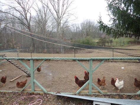 Commercial grade aviary netting to cover a large run - but will it keep out the coyotes?!? Chicken Run Out Of Trampoline, Introducing Chicks To Flock, Integrating Chicks Into Flock, Treating Bumblefoot In Chickens, Goat Care, Chicken Pen, Pygmy Goat, Chicken Tractors, Dog Yard