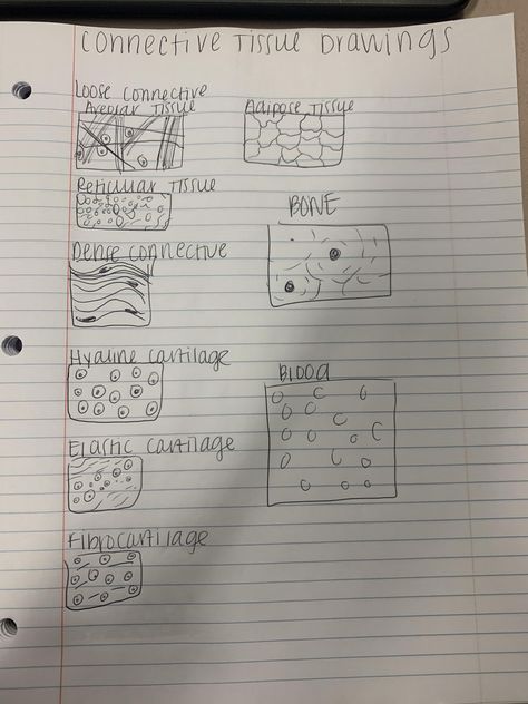 drawings of connective tissue Areolar Connective Tissue Drawing, Anatomy Tissue Notes, Body Tissues Anatomy, Connective Tissue Anatomy, Connective Tissue Drawing, Tissues Aesthetic, Tissue Drawing, Skincare Knowledge, Anatomy Notes