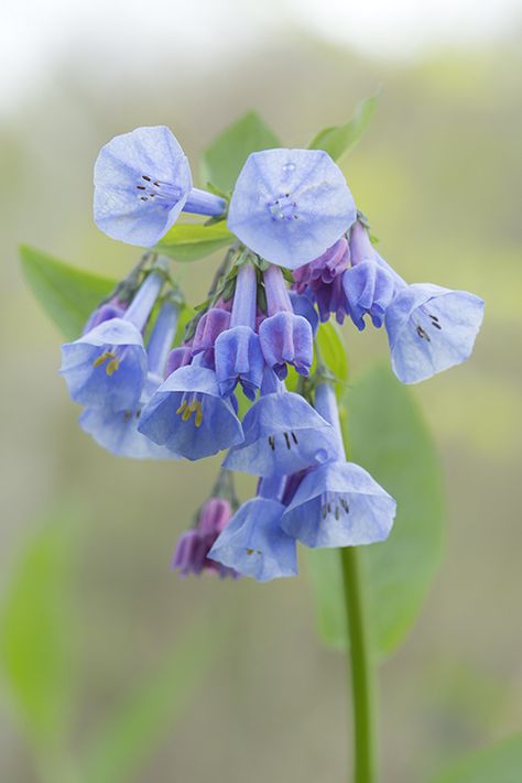 ˚Virginia Bluebells Virginia Bluebells, Blue Bell Flowers, Flowers Home, Spring Photos, Spring Art, All Flowers, Beautiful Places To Visit, Artist Artwork, Photo Photography