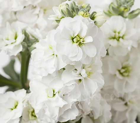 Matthiola Incana, Peony Root, Flower Identification, Amaryllis Bulbs, Fragrant Garden, Fall Bulbs, Seed Starter, Cottage Gardens, May Weddings