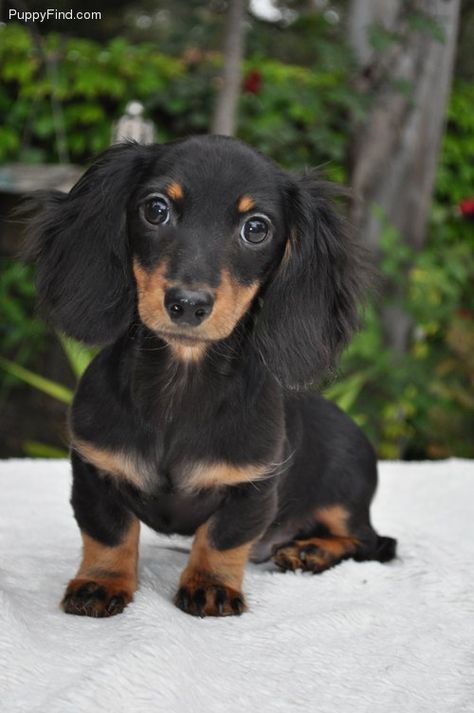 Black and tan long hair doxie pup Daschund Puppies, Puppy Pose, Dachshund Breed, Clever Dog, Dachshund Funny, Dapple Dachshund, Long Haired Dachshund, Most Popular Dog Breeds, Sausage Dogs