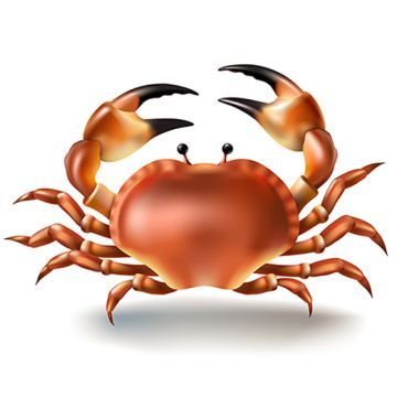 ocean,underwater,summer,crab,sea,marine,graphic,crab isolated,realistic,nature,3d,aquarium,tropical,beach,shellfish,illustration,travel,aquatic,style,animal,seafood,object,isolated,icon,decapod,meal,food,meat,vacation,exotic,symbol,n,food vector,animal vector,3d vector,graphic vector,beach vector,travel vector,summer vector,sea vector,nature vector,tropical vector Shellfish Illustration, Crab Cartoon, Crab Illustration, Nature 3d, Crab Art, Bawah Air, Ocean Underwater, Fish Artwork, Color Palette Yellow