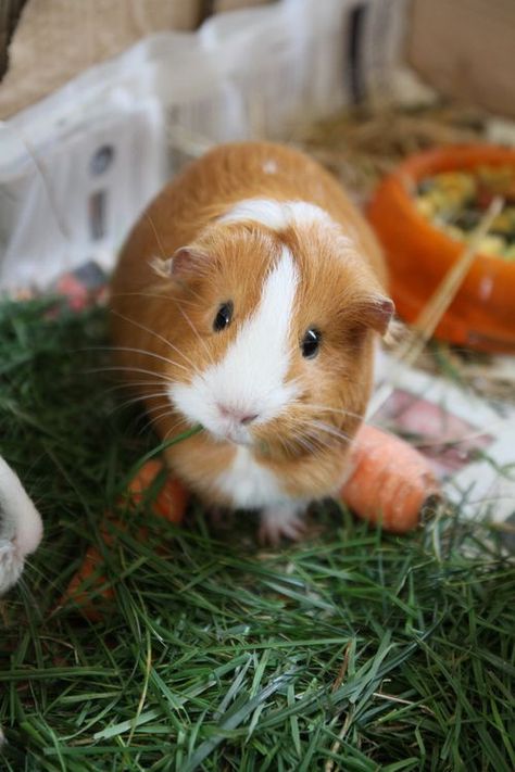 sweet Guinea Pig Pig Pics, Pig Care, Baby Guinea Pigs, Pig Pictures, Pet Guinea Pigs, Guinea Pig Care, Cute Guinea Pigs, Guinea Pig Cage, Cute Piggies