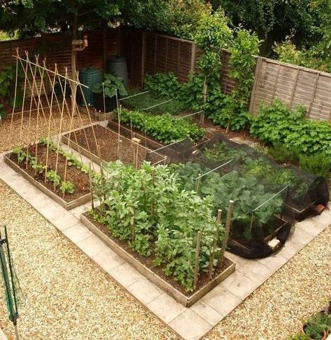 Vegetable Garden Design Ideas, Backyard Vegetable Garden, Urban Garden Design, Garden Layout Vegetable, Plants Growing, Backyard Vegetable Gardens, Garden Design Layout, Have Inspiration, Garden Design Ideas