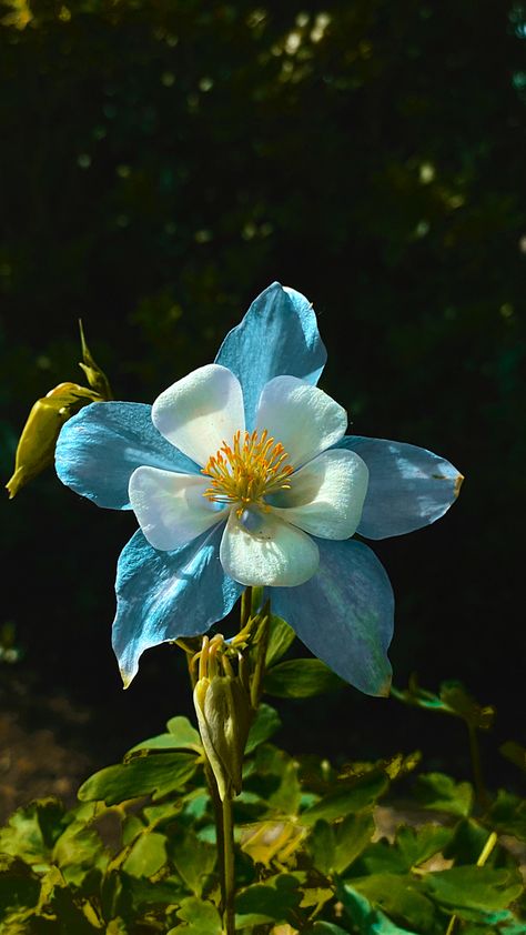 Alaskan Flowers, Blue Columbine Flower, Aquilegia Flower, Outdoor Flowering Plants, Colorado Flowers, Columbine Flower, Watercolor Tattoo Flower, Plant Fungus, Modern Flower Arrangements