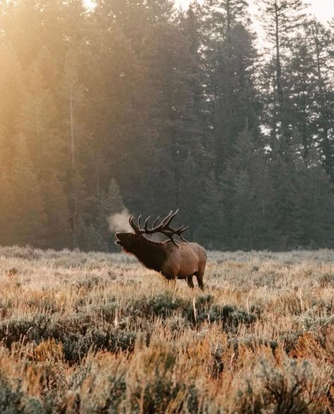 Wildlife Biologist, Jolie Photo, Pine Trees, Nature Aesthetic, Wildlife Photography, Animal Kingdom, Beautiful World, Animal Photography, The Great Outdoors