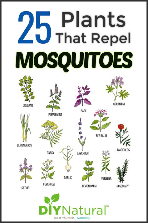 We have no screens around our porch so we use mosquito repelling plants to keep those pesky insects away. Here is a list of 25 plants that repel mosquitoes! Mosquito Repellent Plants, Plants That Repel Mosquitoes, Repel Mosquitos, Kebun Herbal, Mosquito Repelling, Mosquito Plants, Tanaman Indoor, Repellent Plants, Natural Mosquito Repellant