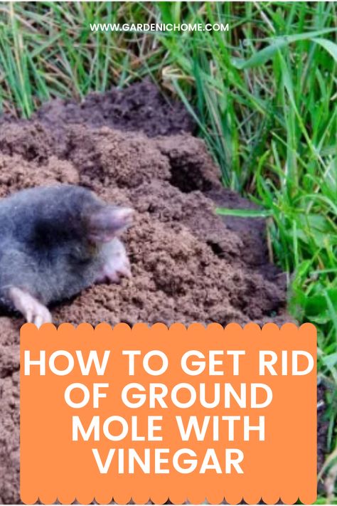 Mole Removal Yard, Garden Projects Diy, Moles In Yard, Mole Repellent, Deco Garden, Lawn Pests, Mole Removal, Vegetable Garden Diy, Skin Tags