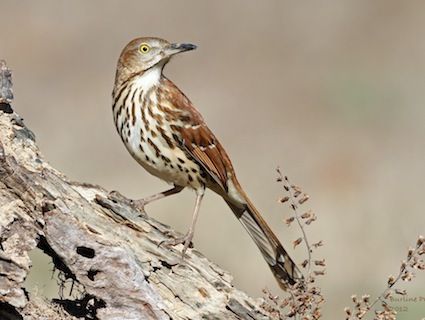 Brown thrasher.  Very large bird that resembles a wood thrush, but much bigger, and with a much longer tail.  Seldom seen, only occasionally. Nest Images, Brown Birds, Bird Suet, Brown Thrasher, Garter Snake, Nest Building, General Science, Barn Swallow, Black Capped Chickadee