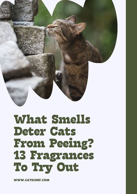 Cat Pee Smell, Pee Smell, Cats Food, Cats Outside, To Pee, Cat Pee, Animal Sanctuary, Cat Behavior, Pet Hacks