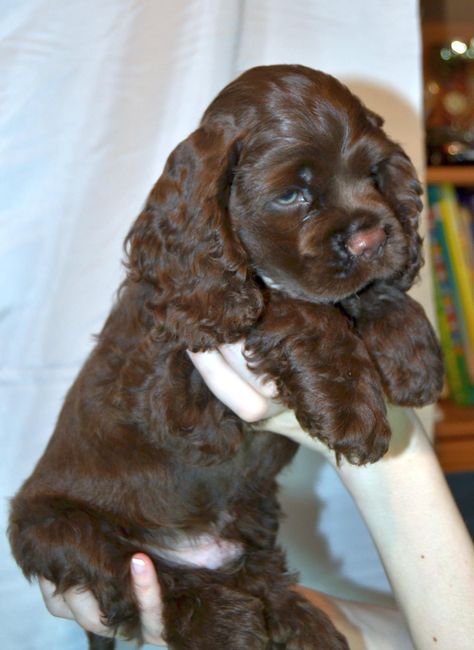 American  Cocker Spaniel Pup ~ Classic Look Stella Spaniel, American Spaniel, Clumber Spaniel Puppy, Regnul Animal, American Cocker Spaniel, Cocker Spaniel Puppies, Cute Animals Puppies, Very Cute Dogs, Puppies And Kitties