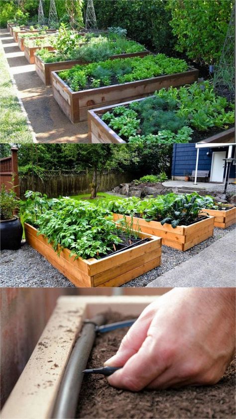 Vegetable Garden Layout Design, Raised Bed Gardens, Raised Garden Bed Plans, Building Raised Garden Beds, Small Vegetable Gardens, Building A Raised Garden, Diy Raised Garden, Backyard Vegetable Gardens, Raised Garden Beds Diy