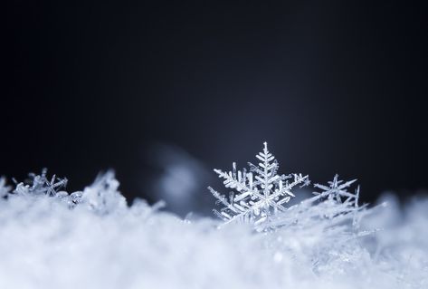 A physicist in California is working on an unlikely project: Building the world's biggest, most perfect snowflake Snowflake Photography, Real Snowflakes, Snowflake Pictures, Snowflake Wallpaper, Snowflakes Real, Real Estate Memes, Snowy Weather, Winter Love, Winter Scenery