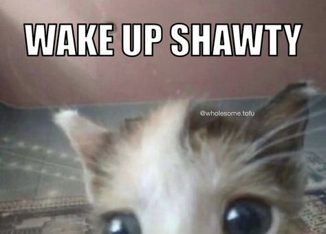 Wake Up Shawty, Funny Looking Cats, Silly Cats Pictures, Cute Cats Photos, Funny Animal Jokes, Silly Animals, Very Funny Pictures, Silly Pictures, Funny Reaction Pictures