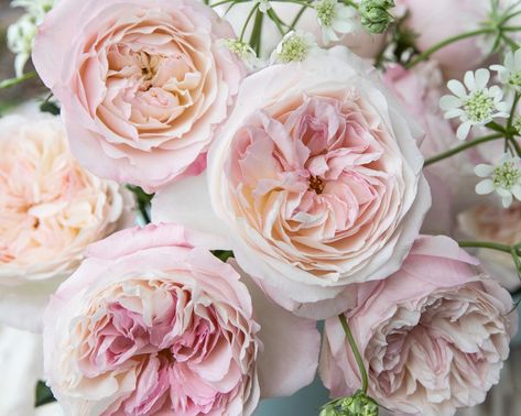 David Austin Wedding, Pink Rose Wedding Bouquet, Wedding Roses, Austin Rose, Pink Rose Bouquet, Planting Plan, Rose Wedding Bouquet, Flower Company, Bohemian Flowers