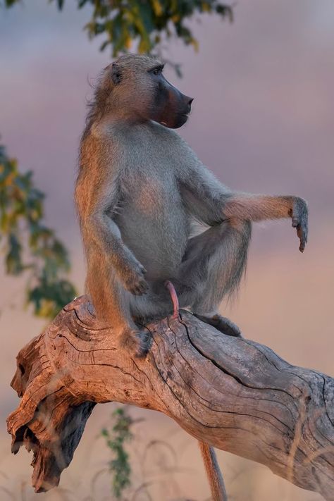 Baboon Monkey, Legendary Animals, Pics Of Animals, Caption For Girls, Spiritual Paintings, Monkey Pictures, African Paintings, Funniest Pictures, Silly Faces