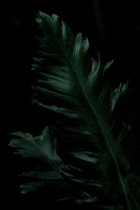 Moody Green Photography, Moody Green Aesthetic, Dark Plant, Dark Plants, Moody Green, Bridal Floral Crown, Sage Green Wallpaper, Leaf Photography, Moody Art