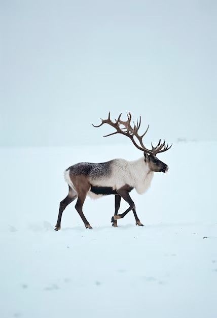 Reindeer Reference, Reindeer Photography, Caribou Animal, Reindeer Painting, Deer Aesthetic, Svalbard Reindeer, Reindeer Cute, Elk Pictures, Magic Pictures