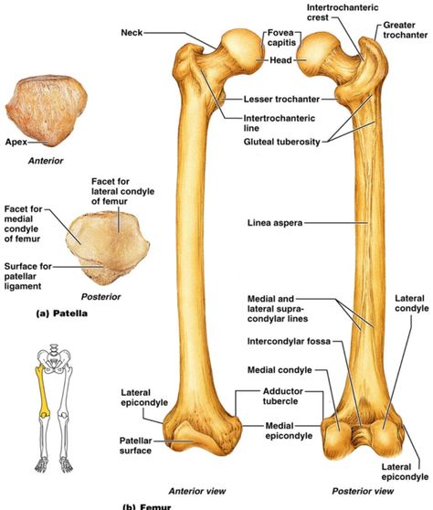 Femur and patella with muscles removed Femur Bone Anatomy, Femur Anatomy, Anatomy Arms, Forearm Anatomy, Hip Anatomy, Bone Anatomy, Human Skeleton Anatomy, Femur Bone, Medical Assistant Student