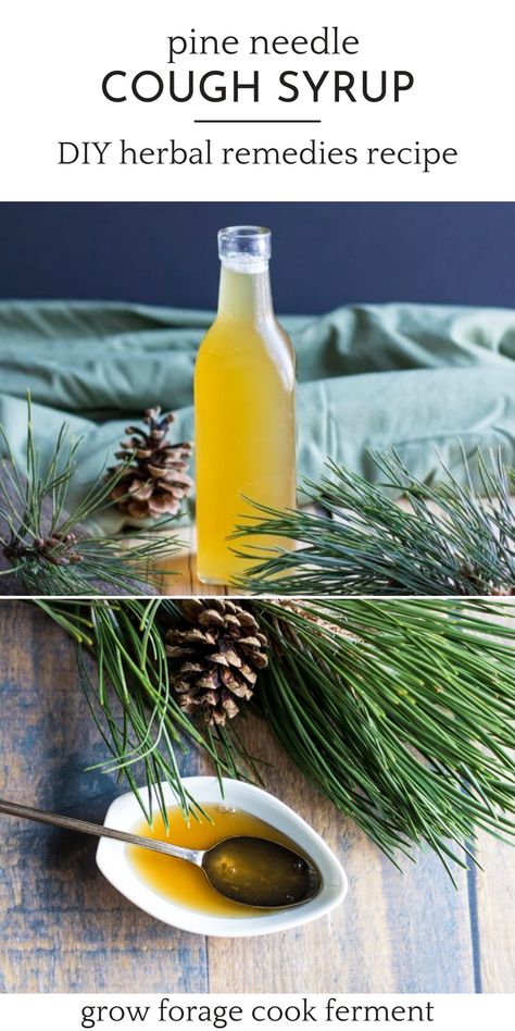 Pine Needle Cough Syrup: DIY Herbal Remedies Recipe - Make this pine needle cough syrup with foraged pine needles to help soothe a sore throat and ease coughs. This herbal medicine and foraged food recipe is from the book Healing Herbal Infusions and one I use every winter during cold and flu season to boost immunity! Herbal Syrups, Herbal Cough Syrup, Soothe A Sore Throat, Book Healing, Herbal Medicine Recipes, Herbal Remedies Recipes, Diy Herbal Remedies, Wild Food Foraging, Foraged Food