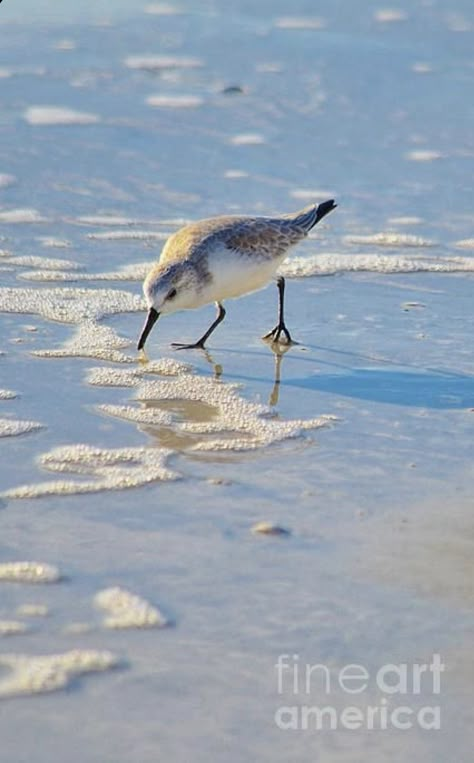 Sandpiper Painting, Shore Bird Art, Sand Piper, Bird Painting Acrylic, Shore Birds, Coastal Birds, Bird Designs, Shorebirds, Bird Artwork