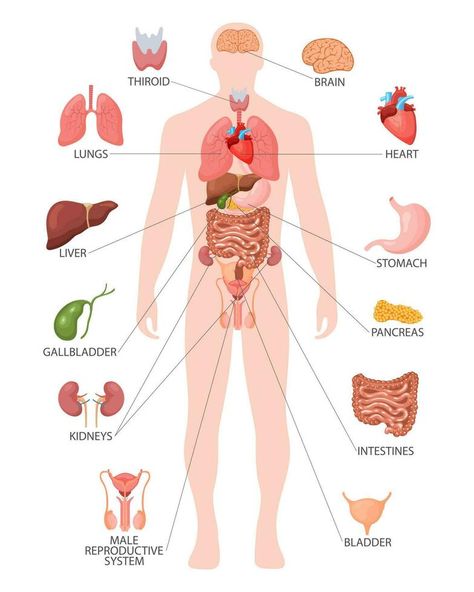 Human anatomy concept. Infographic poster with the internal organs of the male body. Respiratory, digestive, reproductive, cardiac systems. Banner, vector Organ Anatomy, Biology Poster, Just Friends Quotes, Man Anatomy, Human Organ, Internal Organs, Organ System, Photo Album Design, Infographic Poster