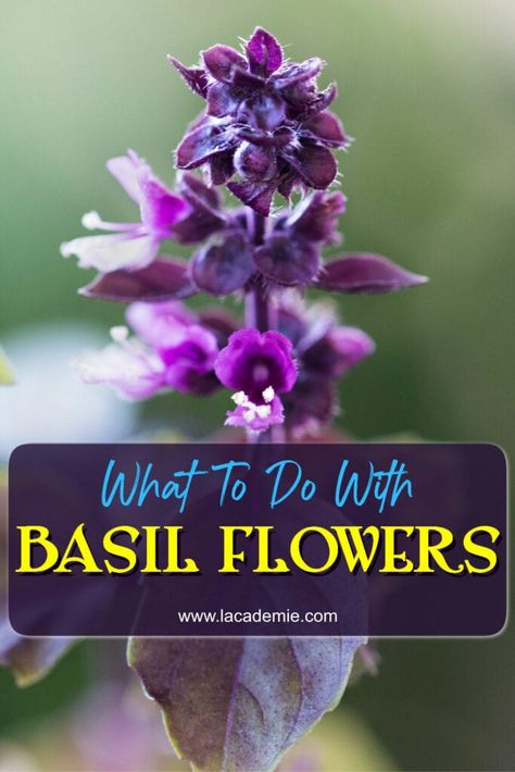 What To Do With Basil Flowers, Fresh Purple Basil Recipes, Recipes That Use Thai Basil, What To Do With Excess Basil, How To Preserve Thai Basil, What To Do With Fresh Basil Leaves, Basil Flowers What To Do With, What To Do With Thai Basil, Cinnamon Basil Uses