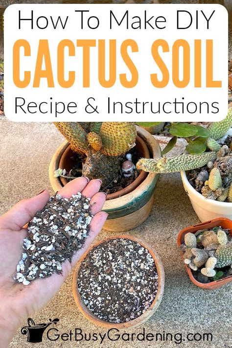 To help your cactus grow to their best and full potential, choosing an ideal soil mix for them is a great step. In my DIY cactus soil guide, I’ll share my easy 3 ingredient formula for making a fast-draining, coarse mixture that they’ll love. What you’ll discover is that making a cactus potting soil is easy with common ingredients. I’ve also shared alternative materials, the key ratios for each and how to adjust it if needed, and even how to store it so you only have to make it occasionally. Lavender Pruning, Soil Recipe, Amaryllis Plant, Building Shelves, Succulent Potting Mix, Diy Cactus, Cactus House Plants, Cactus Terrarium, Cactus Care