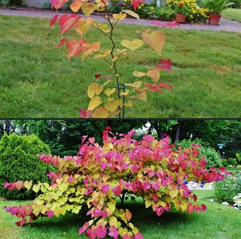 Tree Plant Flame Thrower Redbud Tree, Rising Sun Redbud Tree, Rising Sun Redbud, Flame Thrower, Privacy Ideas, Big Bed, Backyard Dreams, Redbud Tree, Backyard Privacy