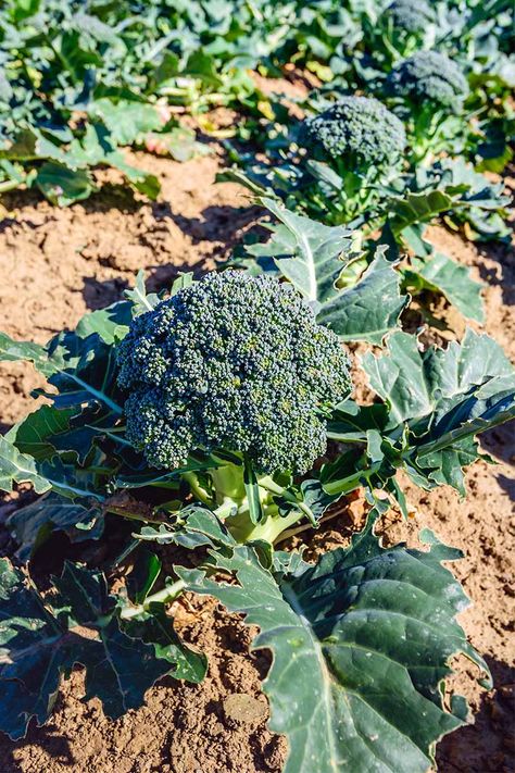 Want to grow your own broccoli? We share our top tips for growing your own at home, and getting multiple harvests. Read more now. Broccoli Garden, Broccoli Growing, Grow Broccoli, Broccoli Plant, Growing Broccoli, Cauliflowers, Cabbage Worms, Vegetable Plants, Starting Seeds Indoors