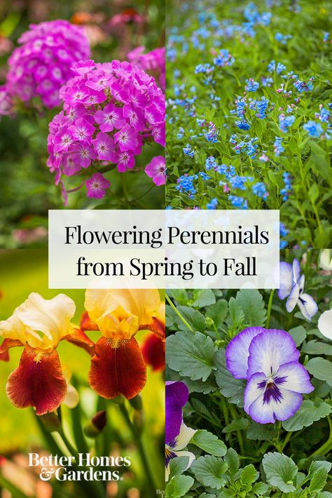 These 17 easy-to-grow perennials will let you enjoy colorful blooms in your garden from spring to fall. Flowering Perennials, Meteor Garden 2018, Magic Garden, Have Inspiration, Perennial Garden, Flowers Perennials, Covent Garden, Raised Beds, Types Of Flowers