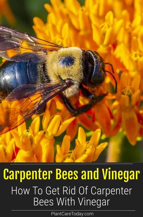 Bee Spray Diy, Rodent Repellent Plants, Wood Bee Trap, Bee Killer, Bee Spray, Bee Repellent, Getting Rid Of Bees, Repellent Diy, Carpenter Bee Trap